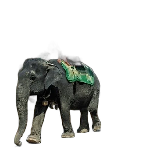 animal, creature, robot, jewelry transparent PNG cut-out