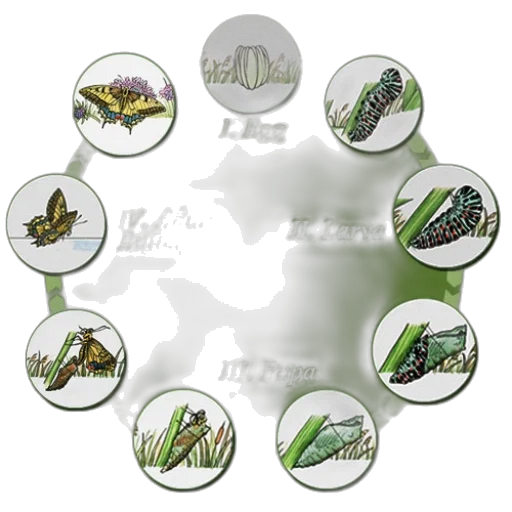 concept art, 3d render, earth tones, green transparent PNG cut-out