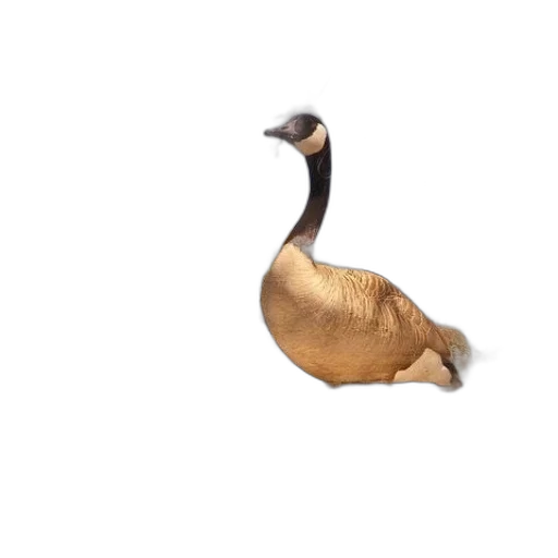 animal, creature, hat, staff transparent PNG cut-out
