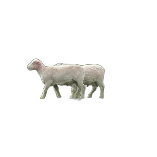 animal, creature, food, furniture transparent PNG cut-out