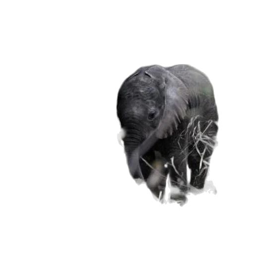 animal, mask, hair, creature transparent PNG cut-out