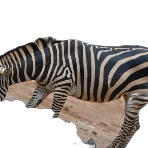 animal, creature, weapon, furniture transparent PNG cut-out