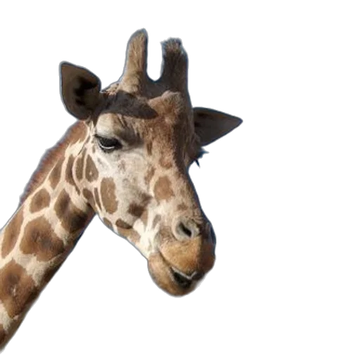 animal, creature, staff, face transparent PNG cut-out