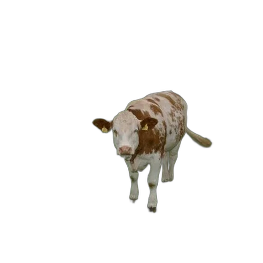 animal, creature, staff, furniture transparent PNG cut-out