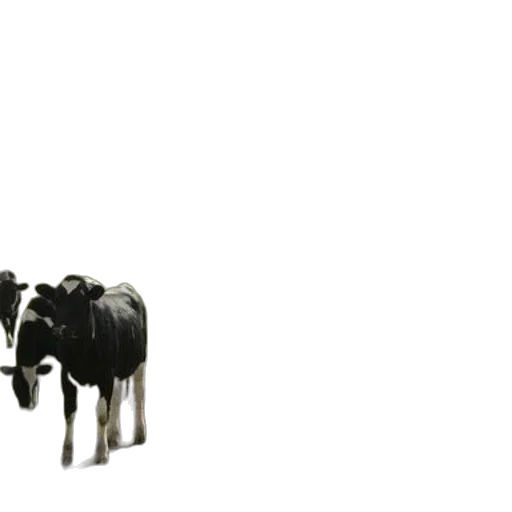 animal, jewelry, furniture, food transparent PNG cut-out