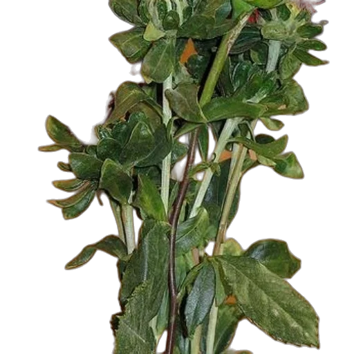 staff, crown, flower, weapon transparent PNG cut-out
