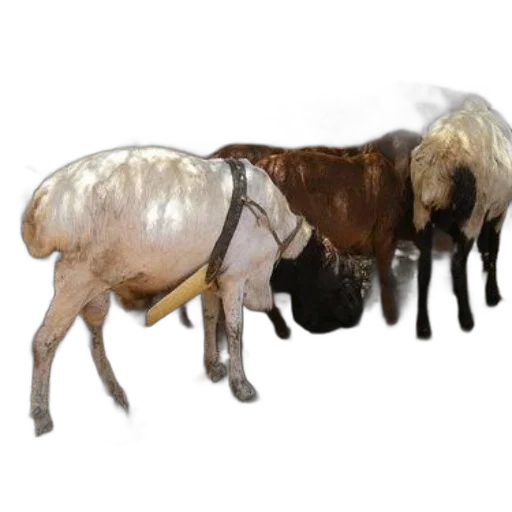 animal, jewelry, furniture, hair transparent PNG cut-out