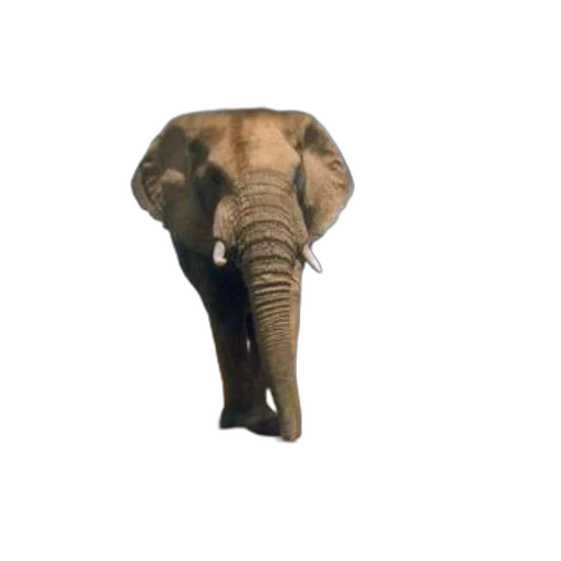 animal, umbrella, creature, hat transparent PNG cut-out