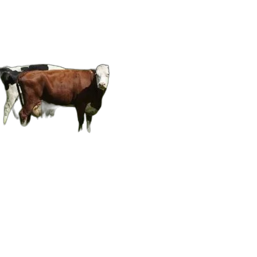 animal, creature, food, weapon transparent PNG cut-out