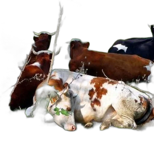 animal, food, weapon, photorealistic transparent PNG cut-out