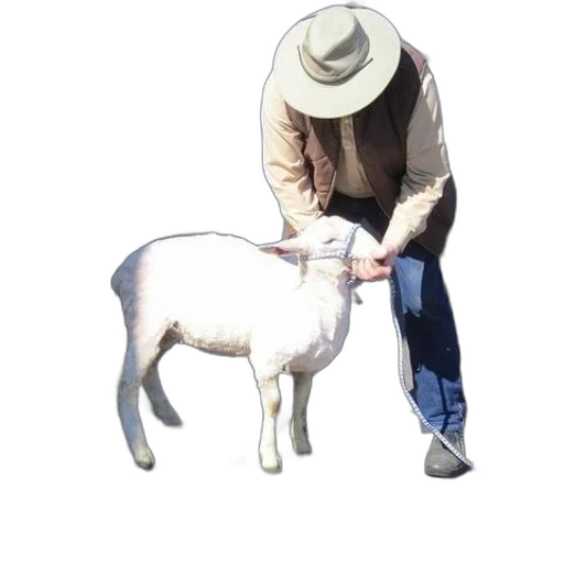 animal, staff, hat, weapon transparent PNG cut-out