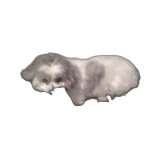 animal, creature, hair, staff transparent PNG cut-out