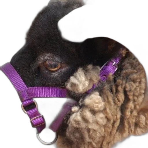 animal, staff, jewelry, mask transparent PNG cut-out