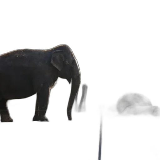 animal, creature, staff, umbrella transparent PNG cut-out