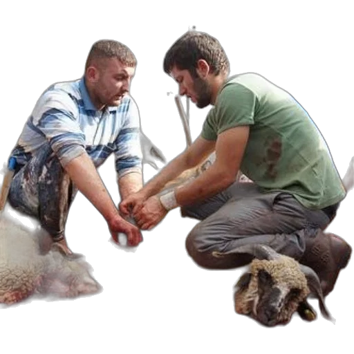 animal, underwater, two, men transparent PNG cut-out
