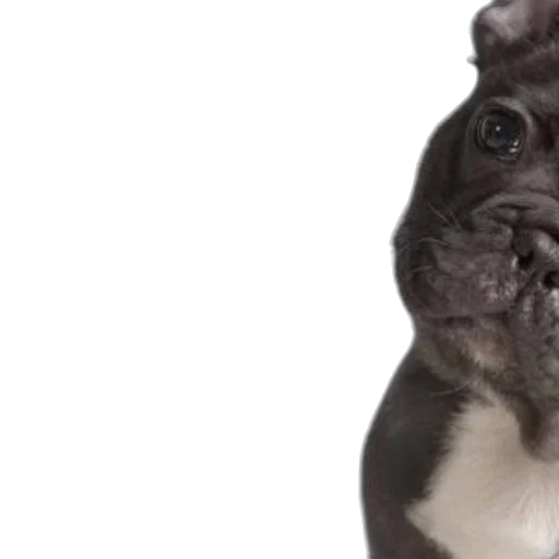 image, features, french, bulldog transparent PNG cut-out