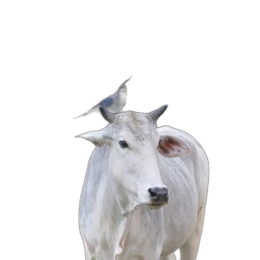 animal, hat, crown, mask transparent PNG cut-out