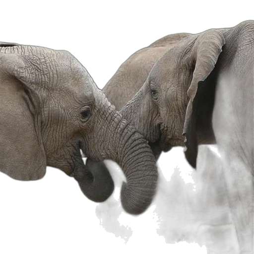 animal, photorealistic, 3d render, concept art transparent PNG cut-out