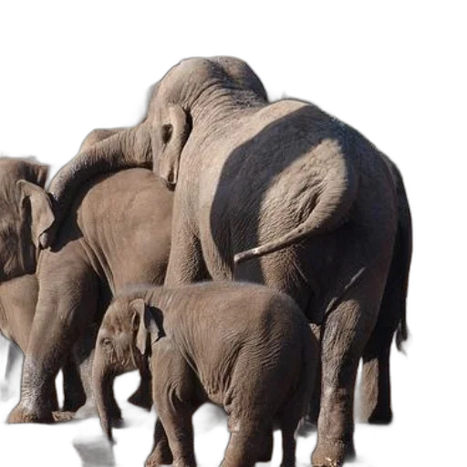 animal, 3d render, concept art, photorealistic transparent PNG cut-out
