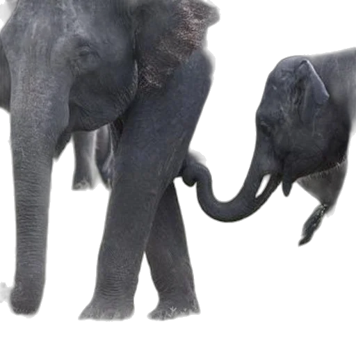 animal, creature, concept art, 3d render transparent PNG cut-out