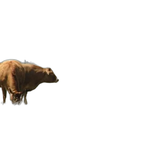 animal, creature, food, hair transparent PNG cut-out