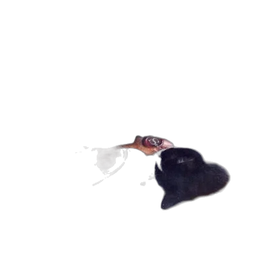 hat, animal, umbrella, creature transparent PNG cut-out