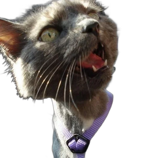 staff, animal, creature, face transparent PNG cut-out