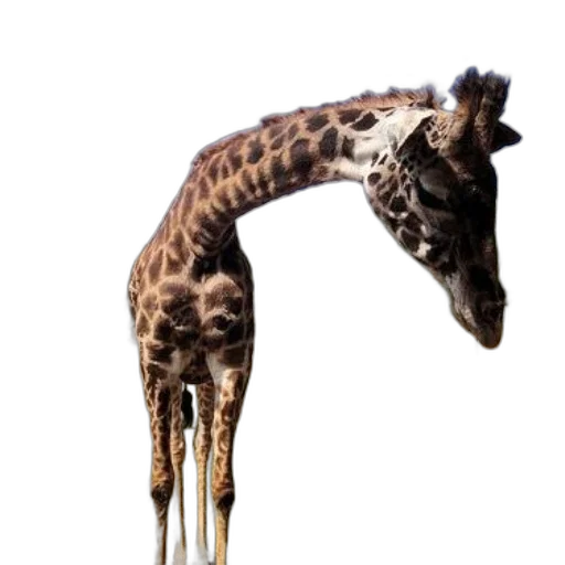 animal, creature, staff, weapon transparent PNG cut-out