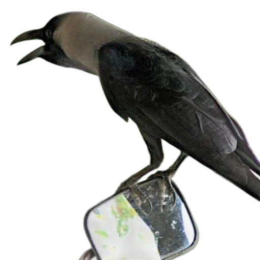 jewelry, animal, staff, food transparent PNG cut-out