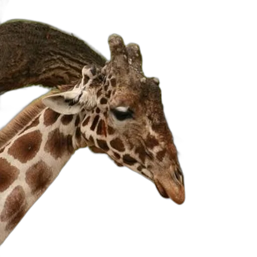 animal, creature, staff, hat transparent PNG cut-out