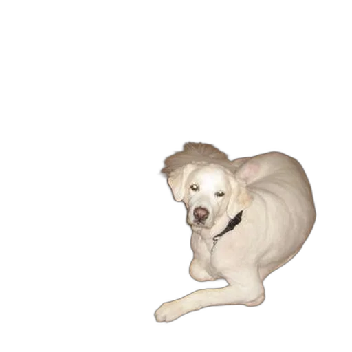 animal, creature, staff, hat transparent PNG cut-out