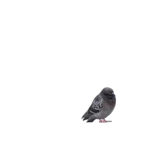 animal, shoes, creature, robot transparent PNG cut-out