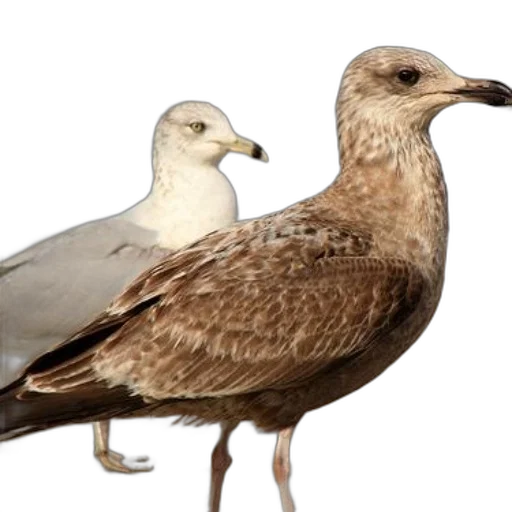 animal, photorealistic, 3d render, concept art transparent PNG cut-out