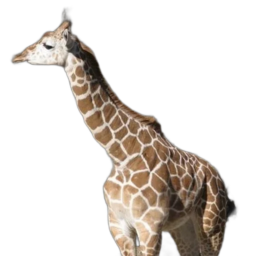 animal, creature, staff, jewelry transparent PNG cut-out
