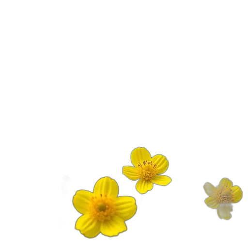 flower, jewelry, crown, food transparent PNG cut-out