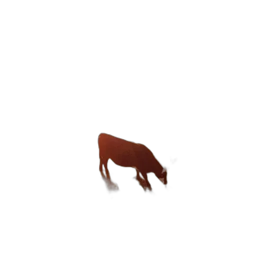 animal, creature, hat, hair transparent PNG cut-out