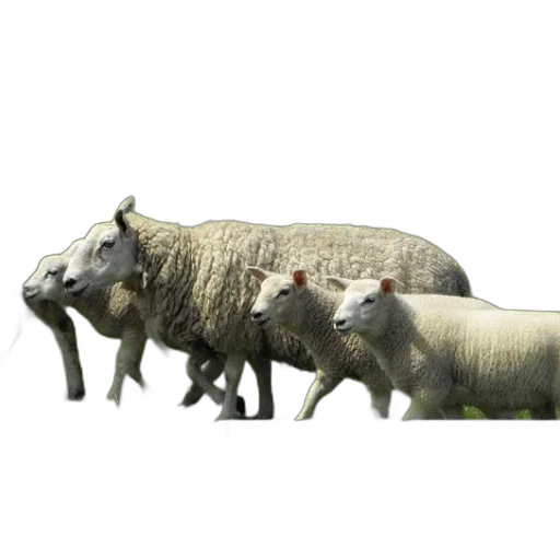 animal, staff, creature, weapon transparent PNG cut-out