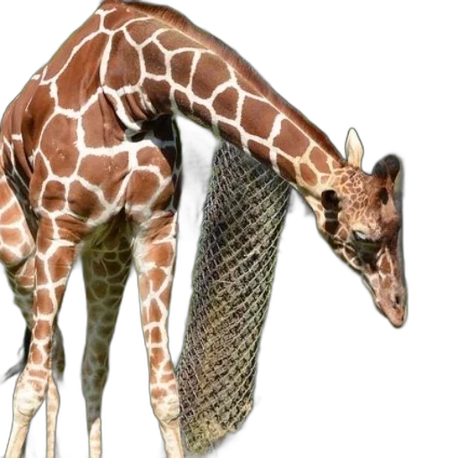 animal, creature, weapon, staff transparent PNG cut-out