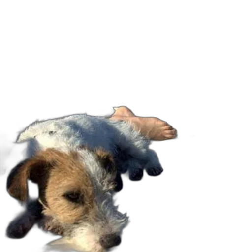 animal, creature, hat, staff transparent PNG cut-out