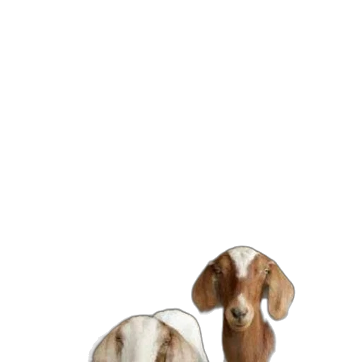 animal, creature, hair, shoes transparent PNG cut-out