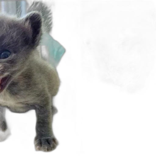 creature, animal, photorealistic, 3d render transparent PNG cut-out