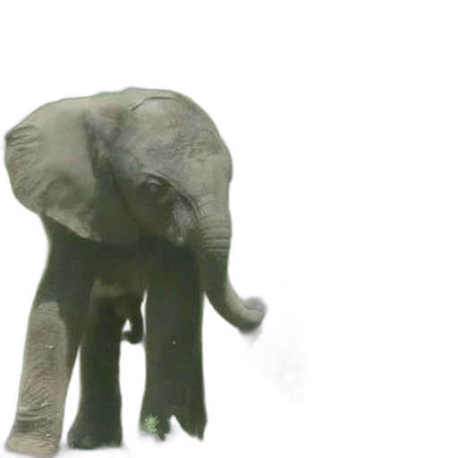 animal, creature, umbrella, weapon transparent PNG cut-out