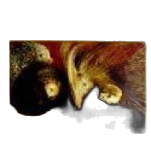 hair, animal, creature, face transparent PNG cut-out