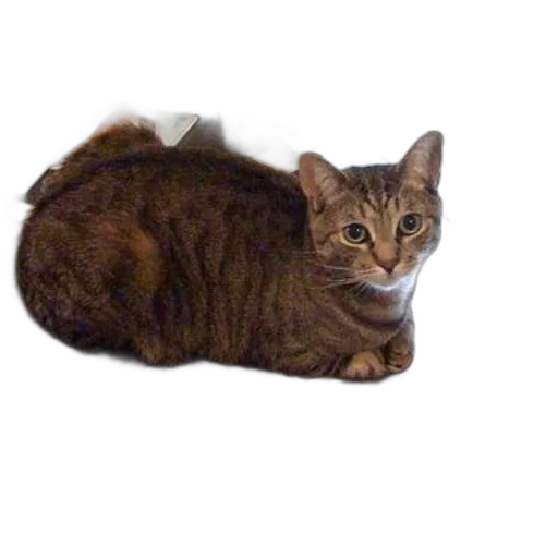 animal, creature, staff, crown transparent PNG cut-out