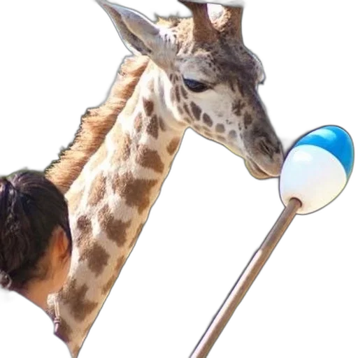 animal, staff, hat, umbrella transparent PNG cut-out