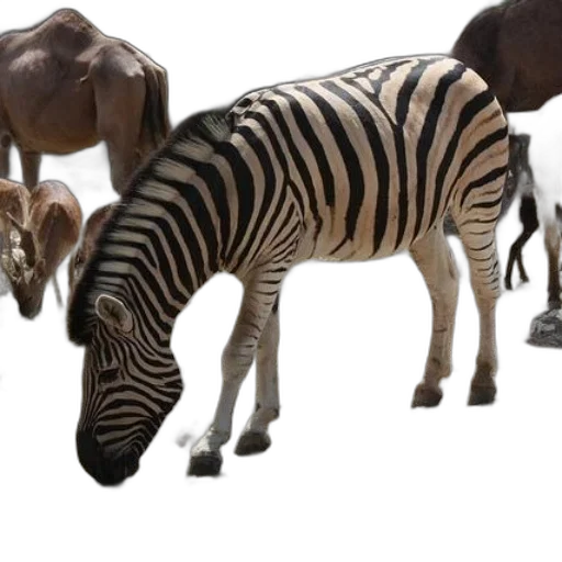 animal, creature, 3d render, photorealistic transparent PNG cut-out