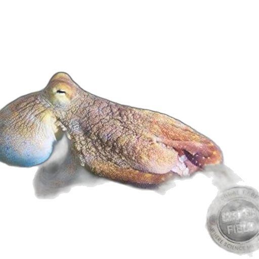 animal, jewelry, food, shoes transparent PNG cut-out