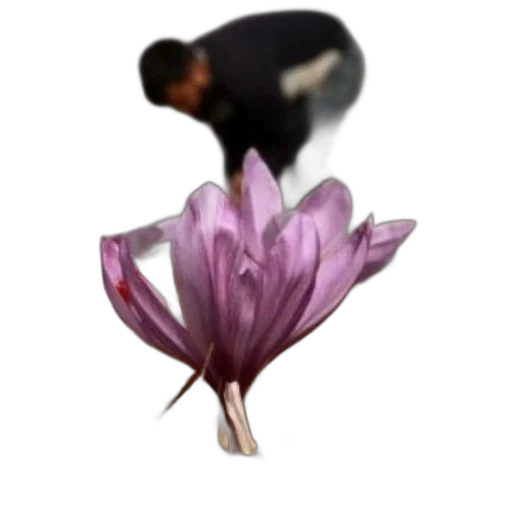 flower, animal, creature, crown transparent PNG cut-out