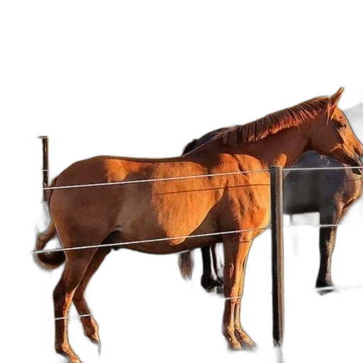 animal, furniture, weapon, staff transparent PNG cut-out