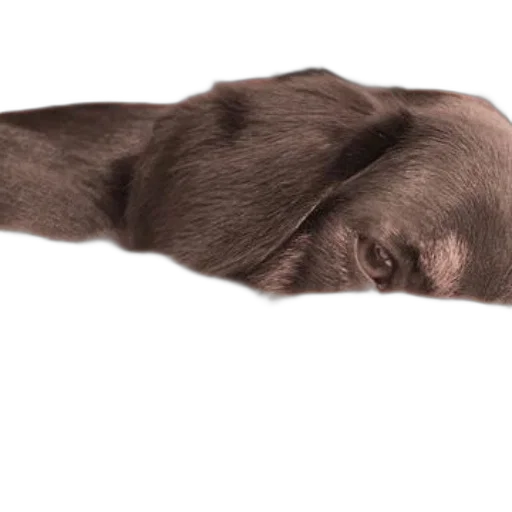 animal, staff, creature, face transparent PNG cut-out